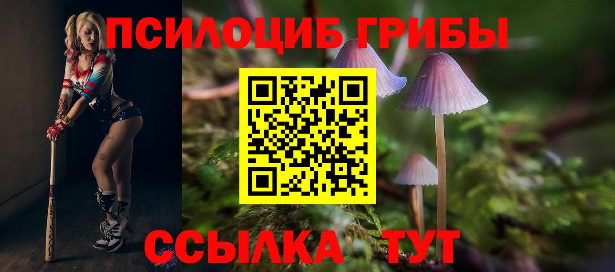 Чистополь  Псилоцибиновые грибы мицелий  Псилоцибиновые грибы Psilocybe  Вход с VPN 
